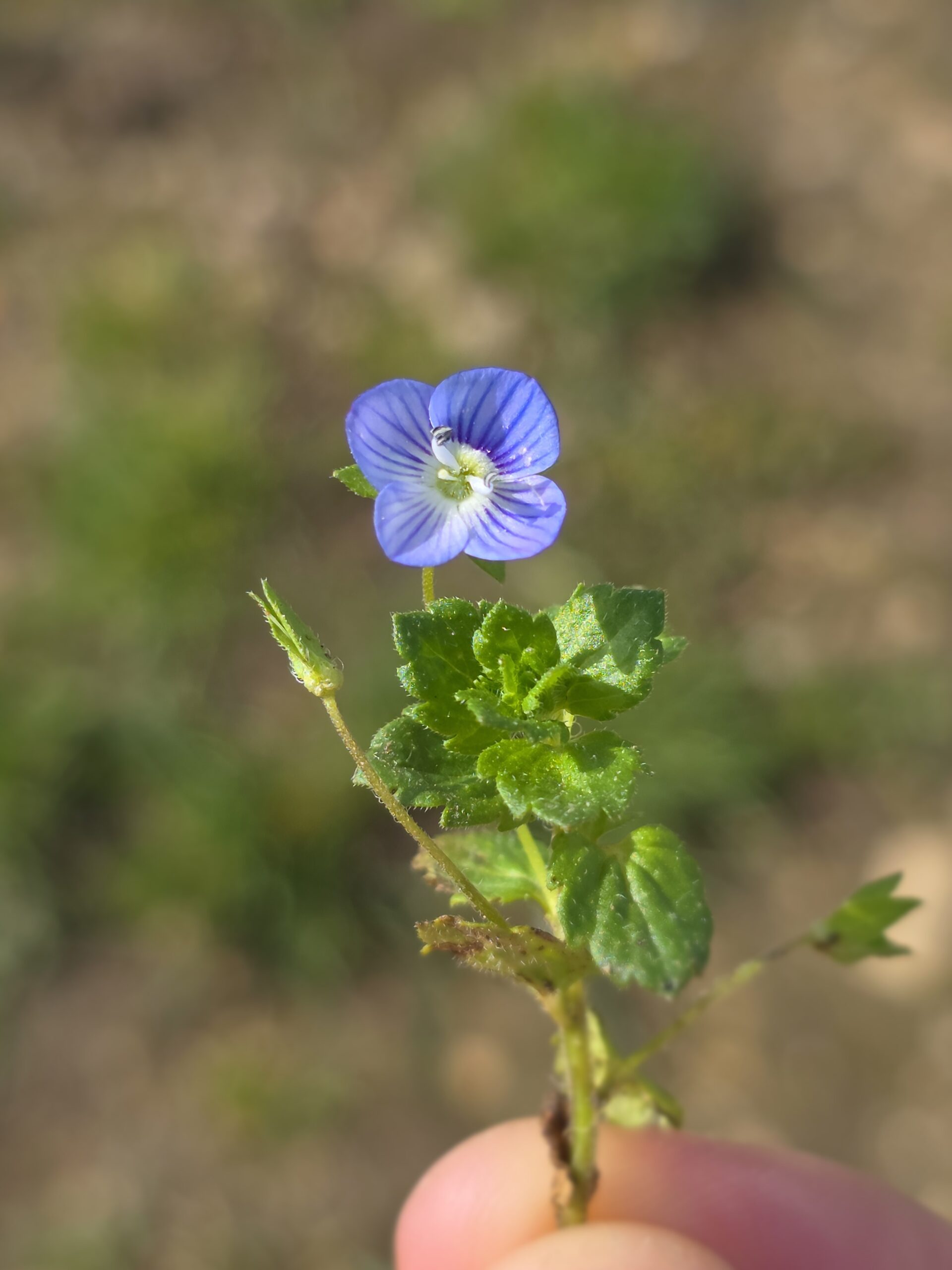 bloem