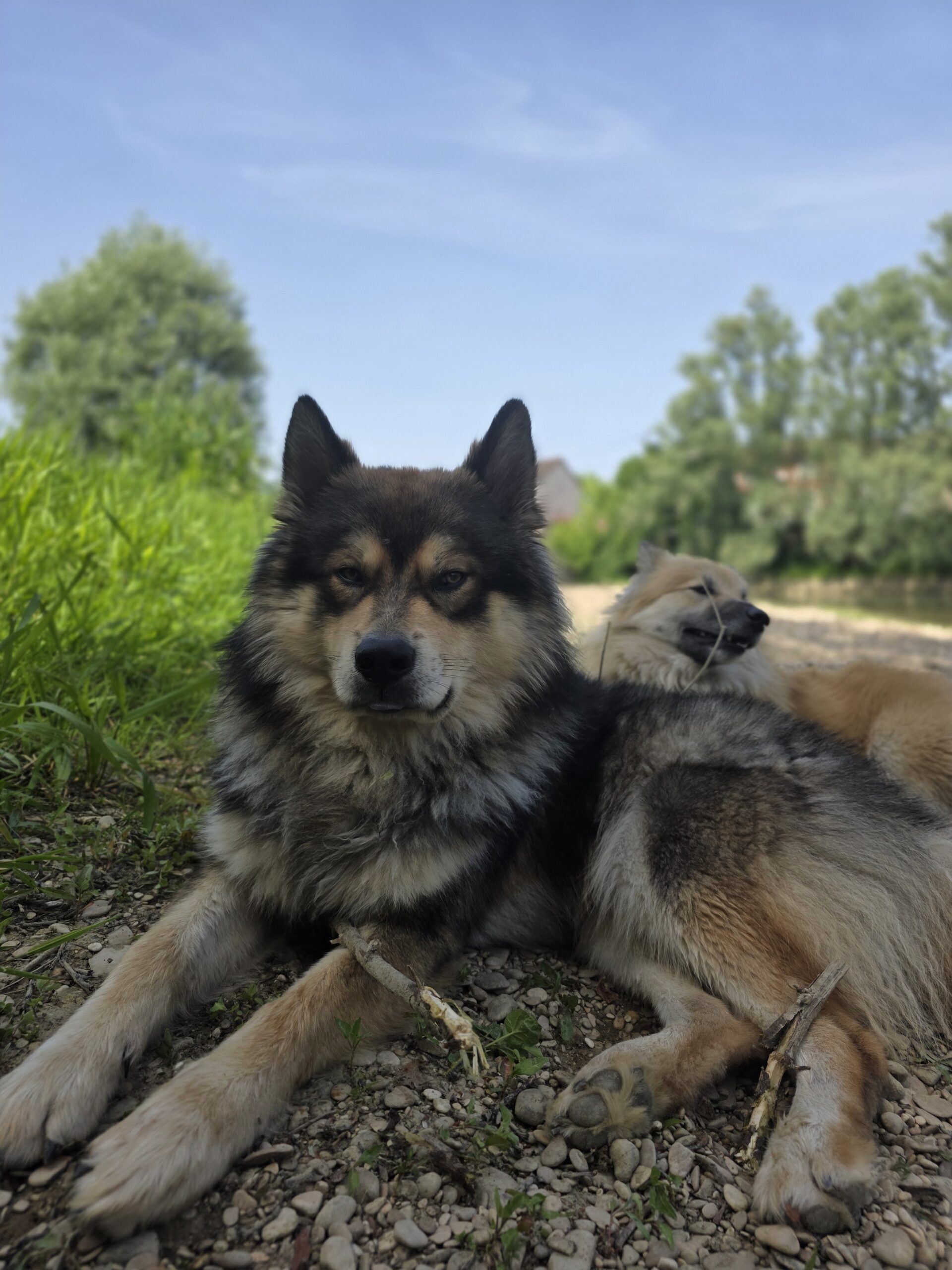 koda en silke